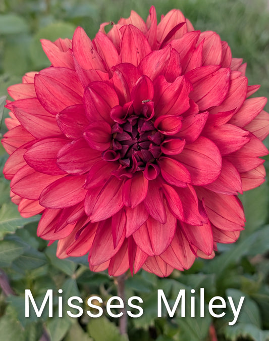 Misses Miley dahia tuber