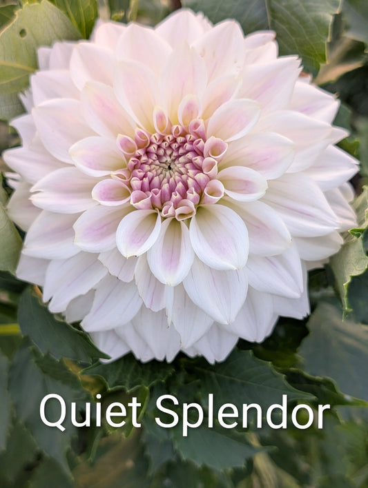 Quiet Splendor dahlia tuber