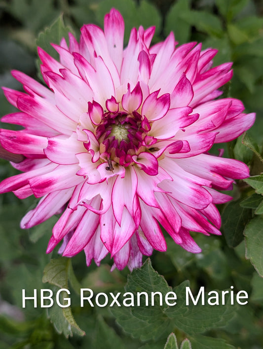 HBG Roxanne Marie dahlia tuber
