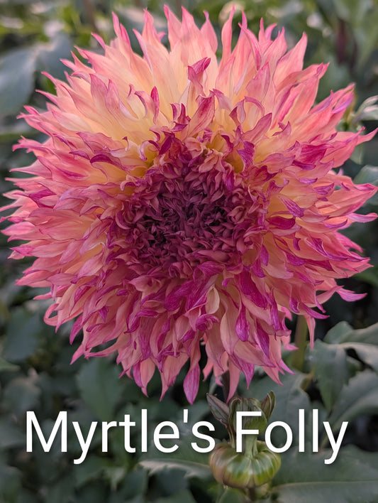 Myrtle's Folly dahlia tuber