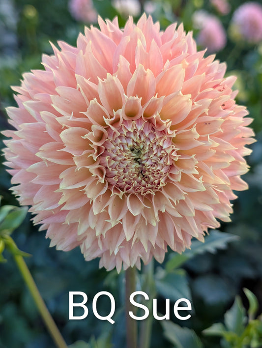 Bloomquist Sue dahlia tuber