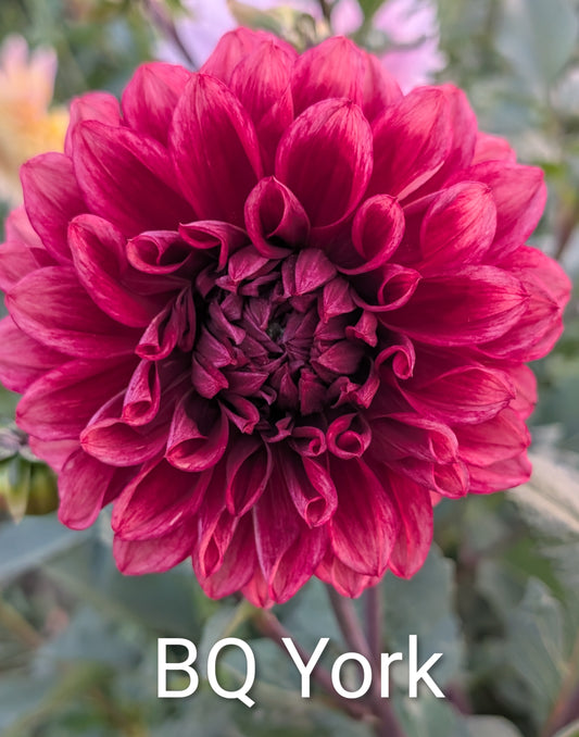 Bloomquist York dahlia tuber
