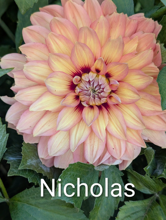 Nicholas dahlia tuber