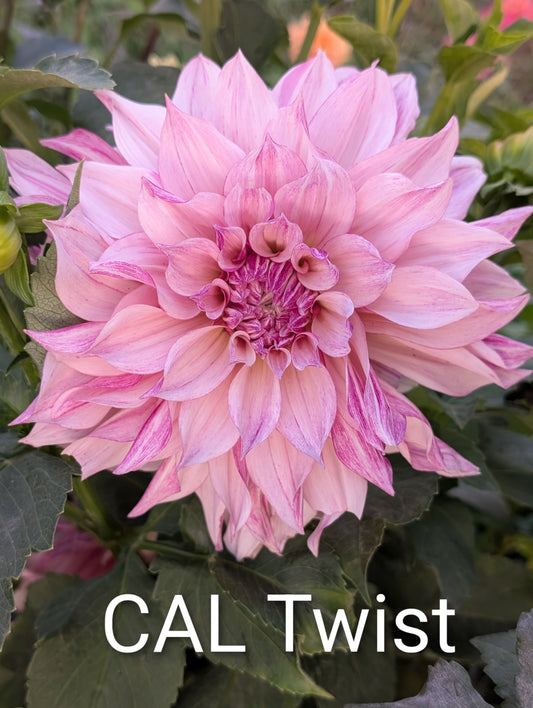 Cafe Au Lait Twist dahlia tuber