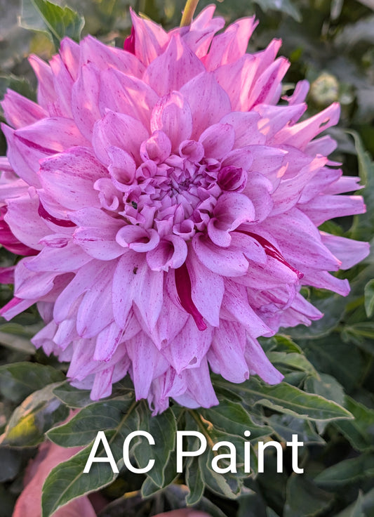 AC Paint dahlia tuber