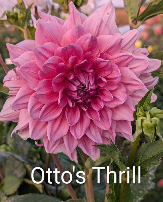 Otto's Thrill dahlia tuber