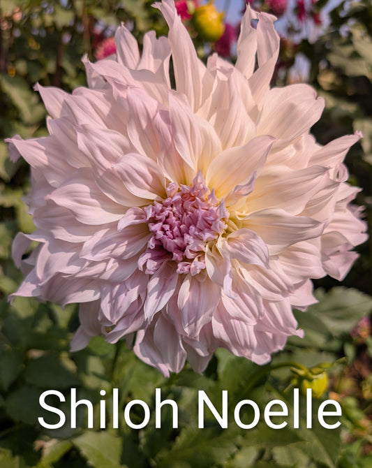 Shiloh Noelle dahlia tuber
