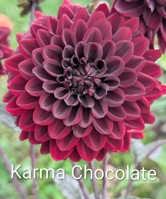 Karma Chocolate dahlia tuber