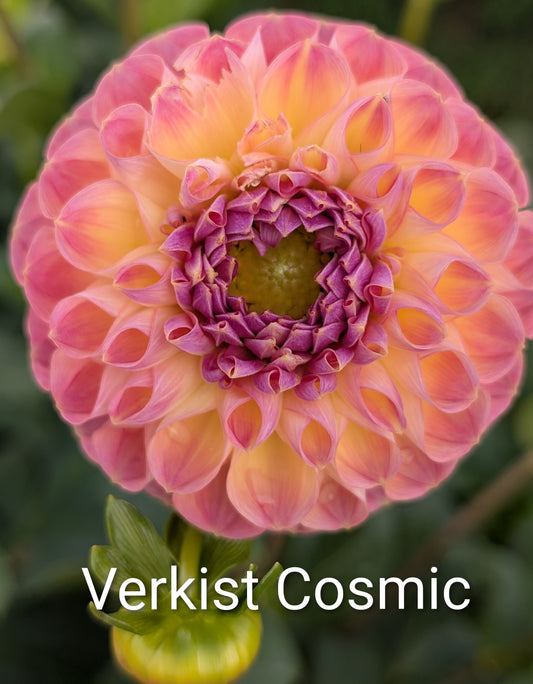 Verkist Cosmic dahlia tuber