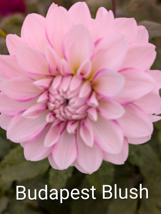 Budapest Blush dahlia tuber
