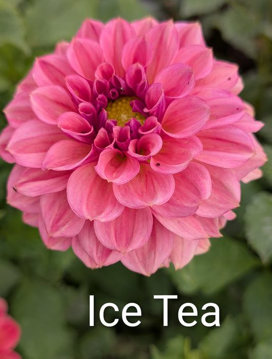 Ice Tea dahlia tuber