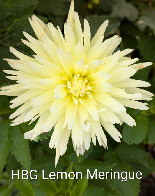 HBG Lemon Meringue dahlia tuber