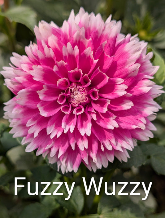 Fuzzy Wuzzy dahlia tuber