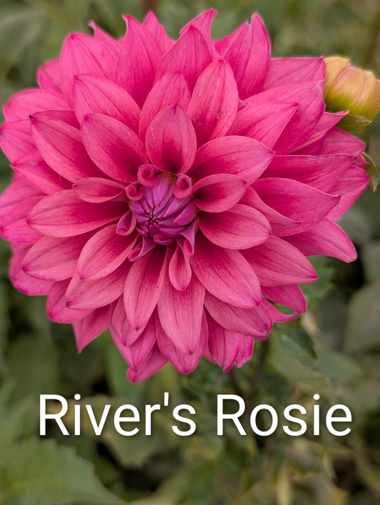 River's Rosie dahlia tuber