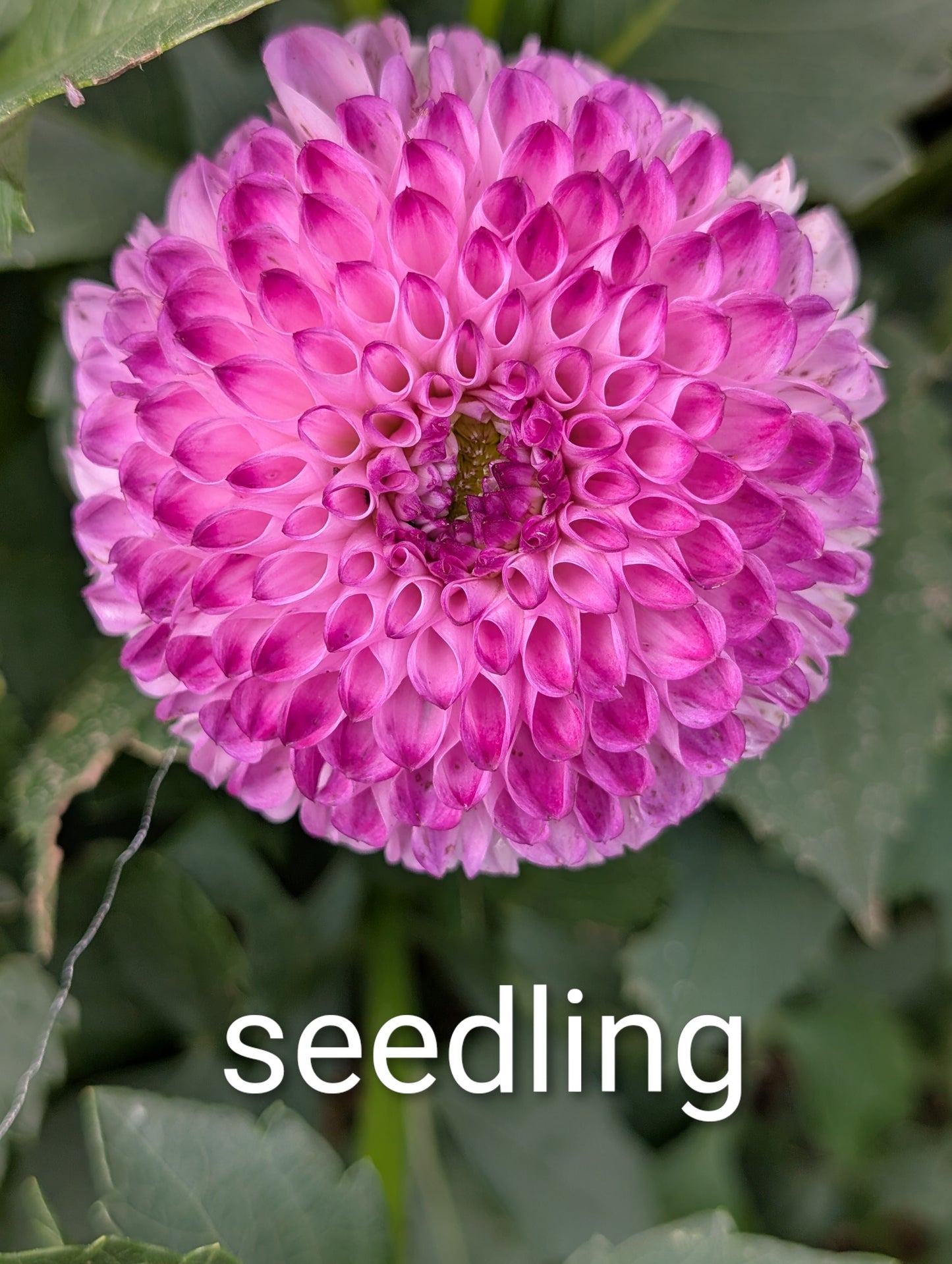 Dahlia flower seeds