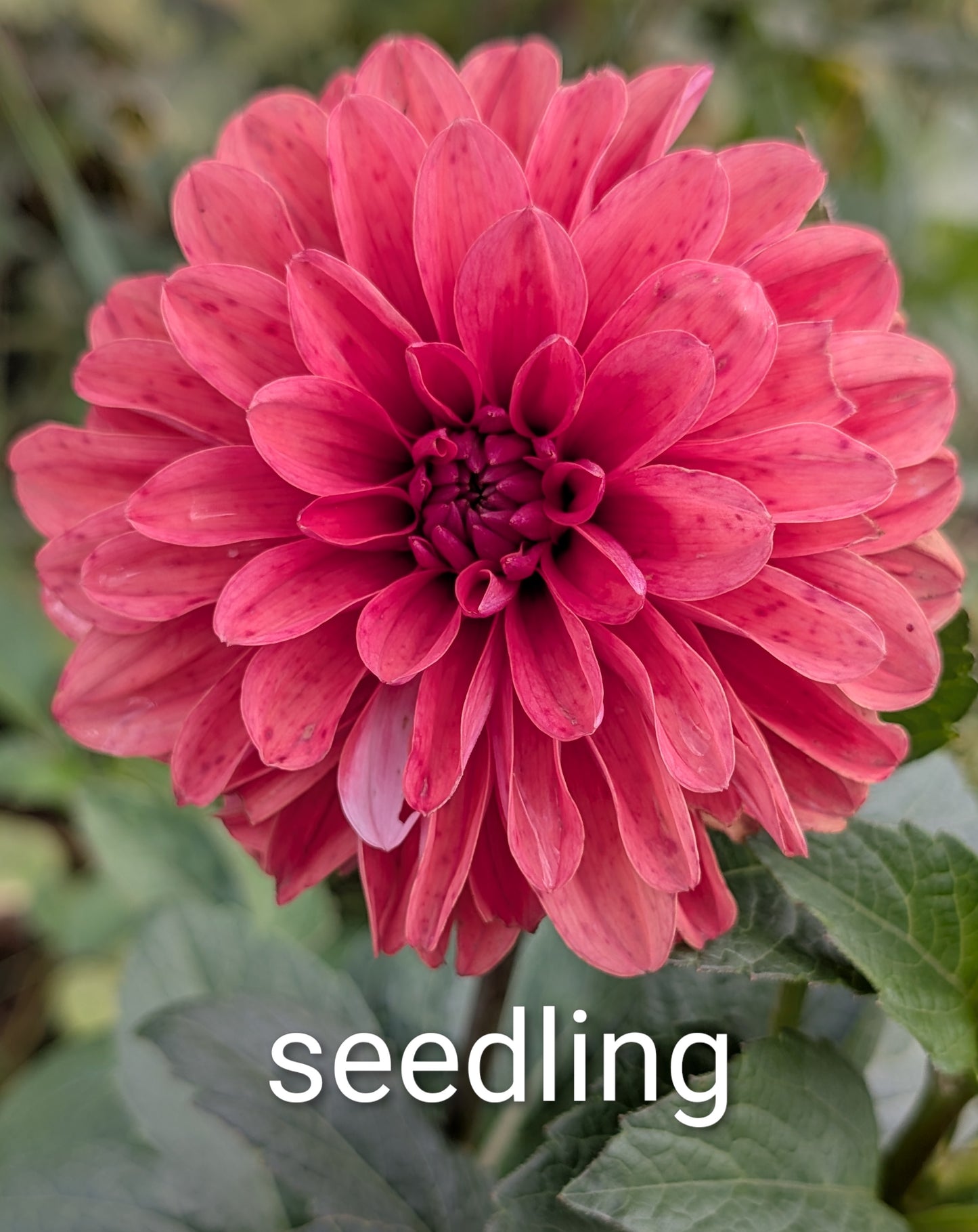 Dahlia flower seeds