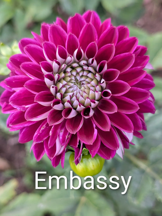 Embassy dahlia tuber