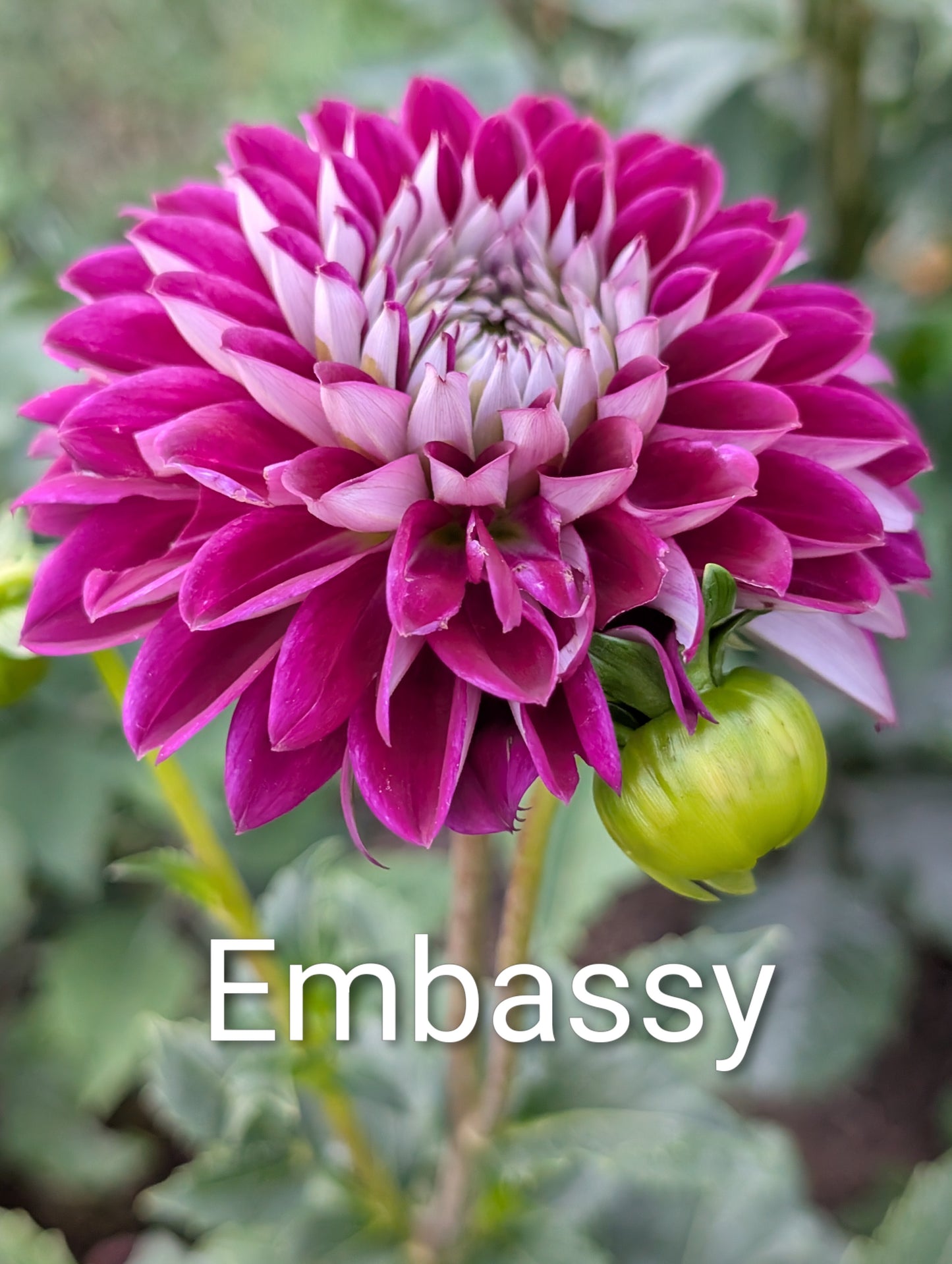 Embassy dahlia tuber