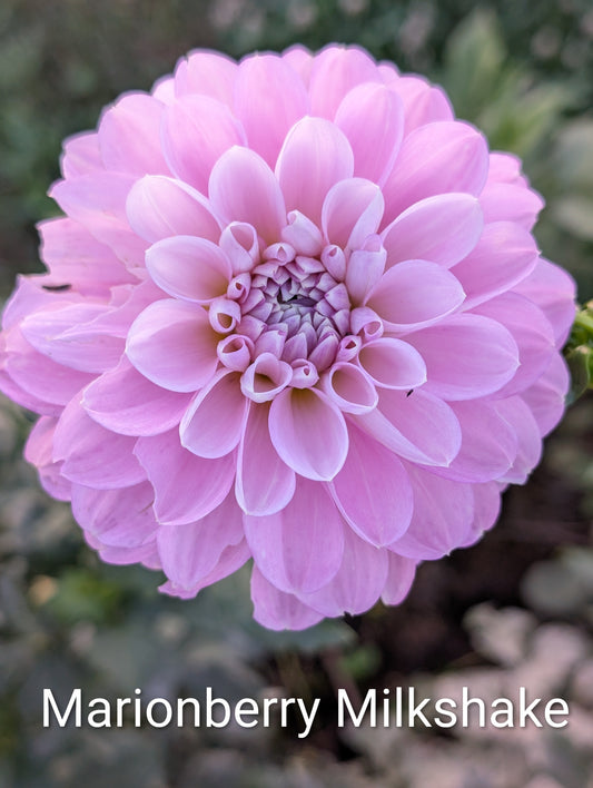 Marionberry Milkshake dahlia tuber