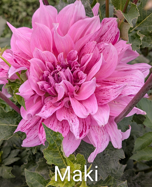 Maki dahlia tuber