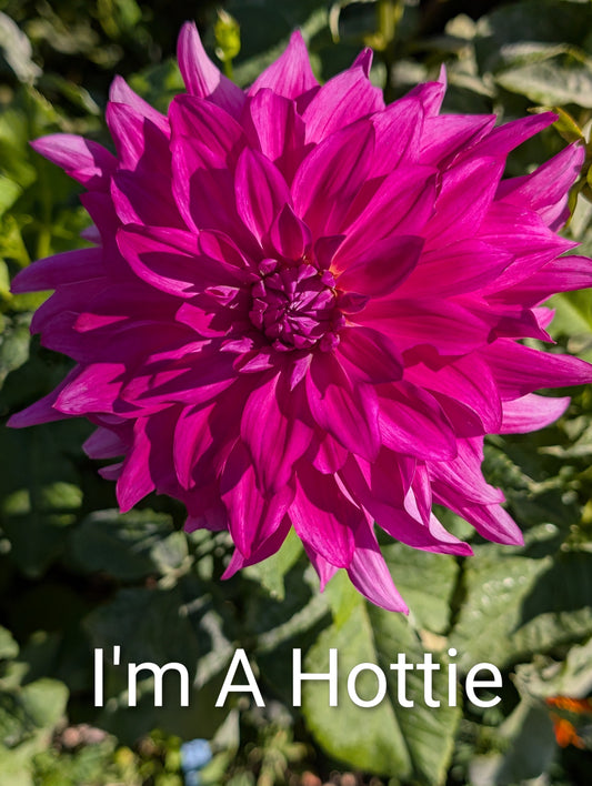 I'm A Hottie dahlia tuber
