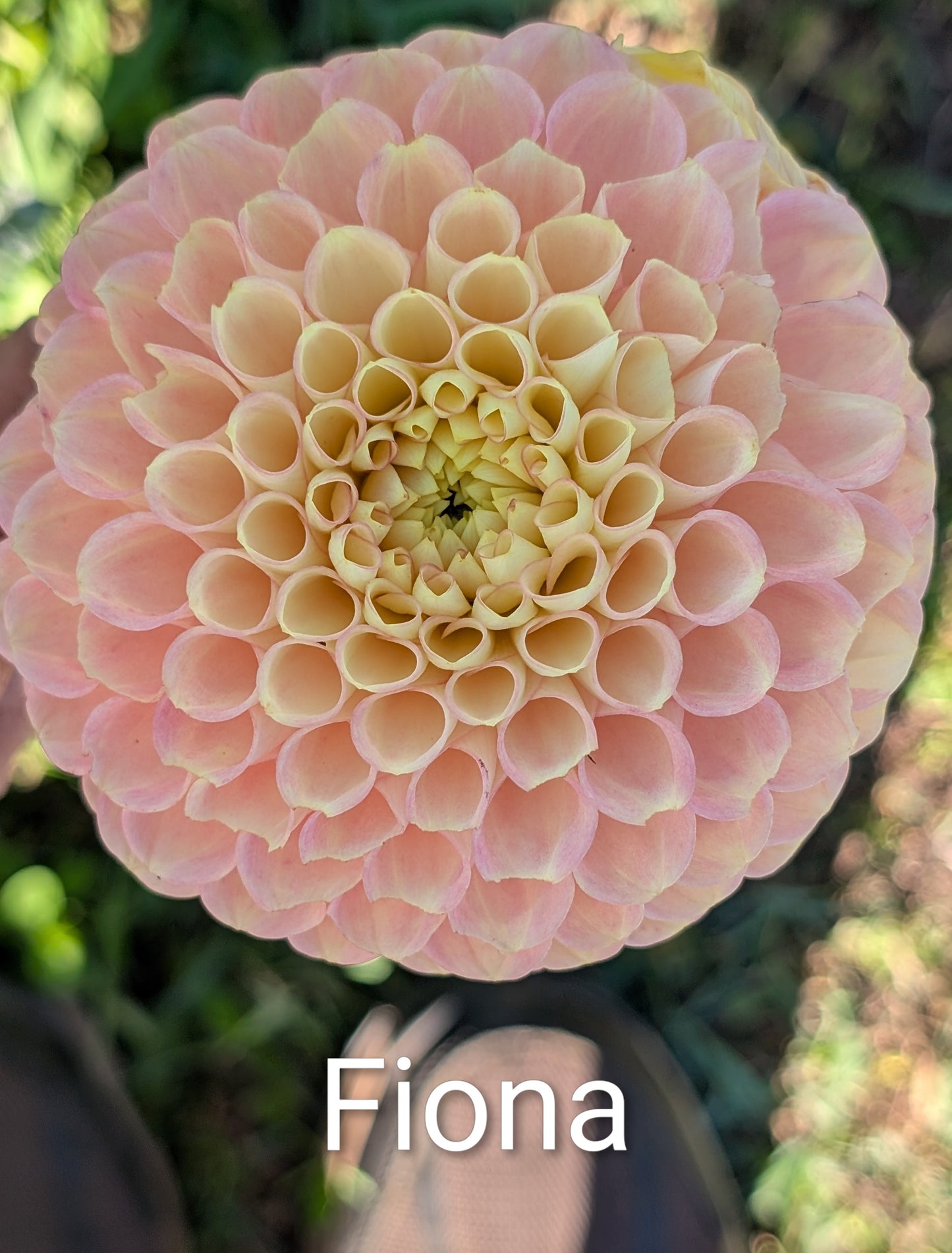 Fiona dahlia tubers