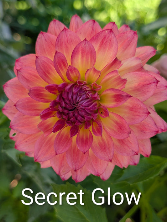 Secret Glow dahlia tuber