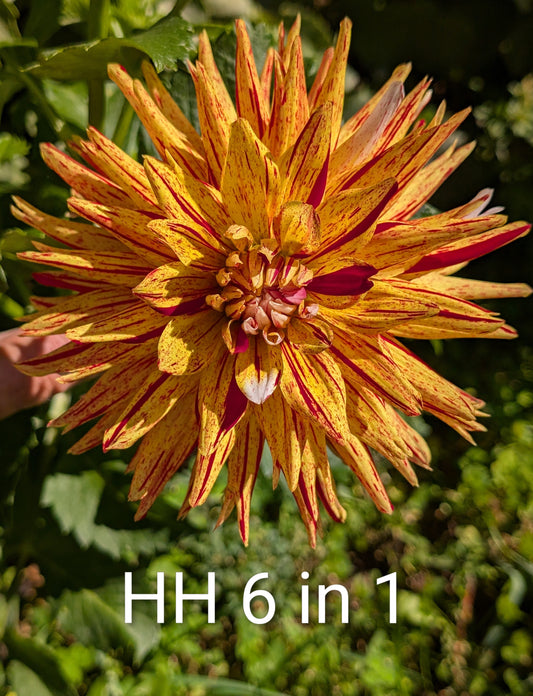 Hollyhill 6 in 1