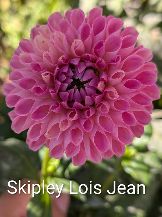 Skipley Lois Jean dahlia tuber