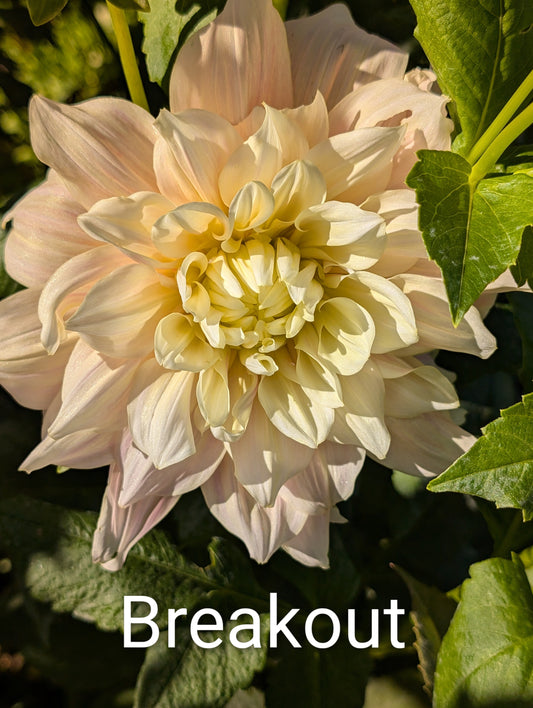 Break Out dahlia tuber