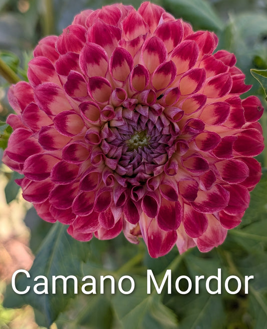 Camano Mordor dahlia tuber