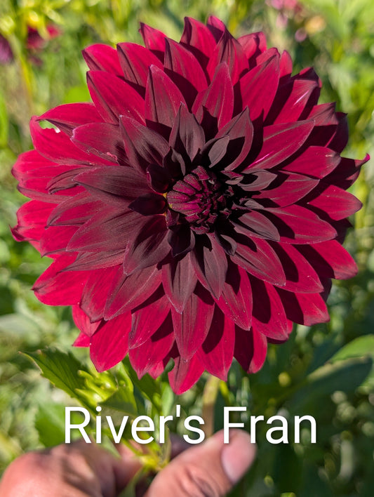 River's Fran dahlia tuber