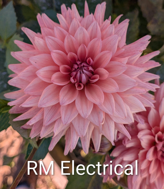 RM Electrical dahlia tuber