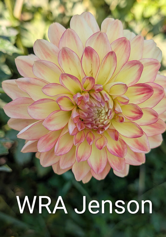 WRA Jenson dahlia tuber