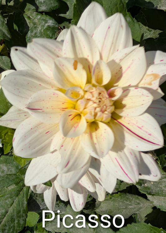 Picasso dahlia tuber