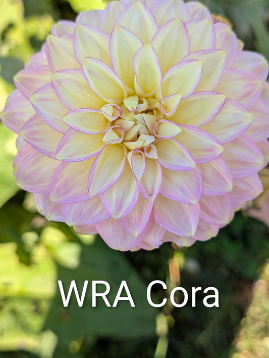 WRA Cora dahlia tuber