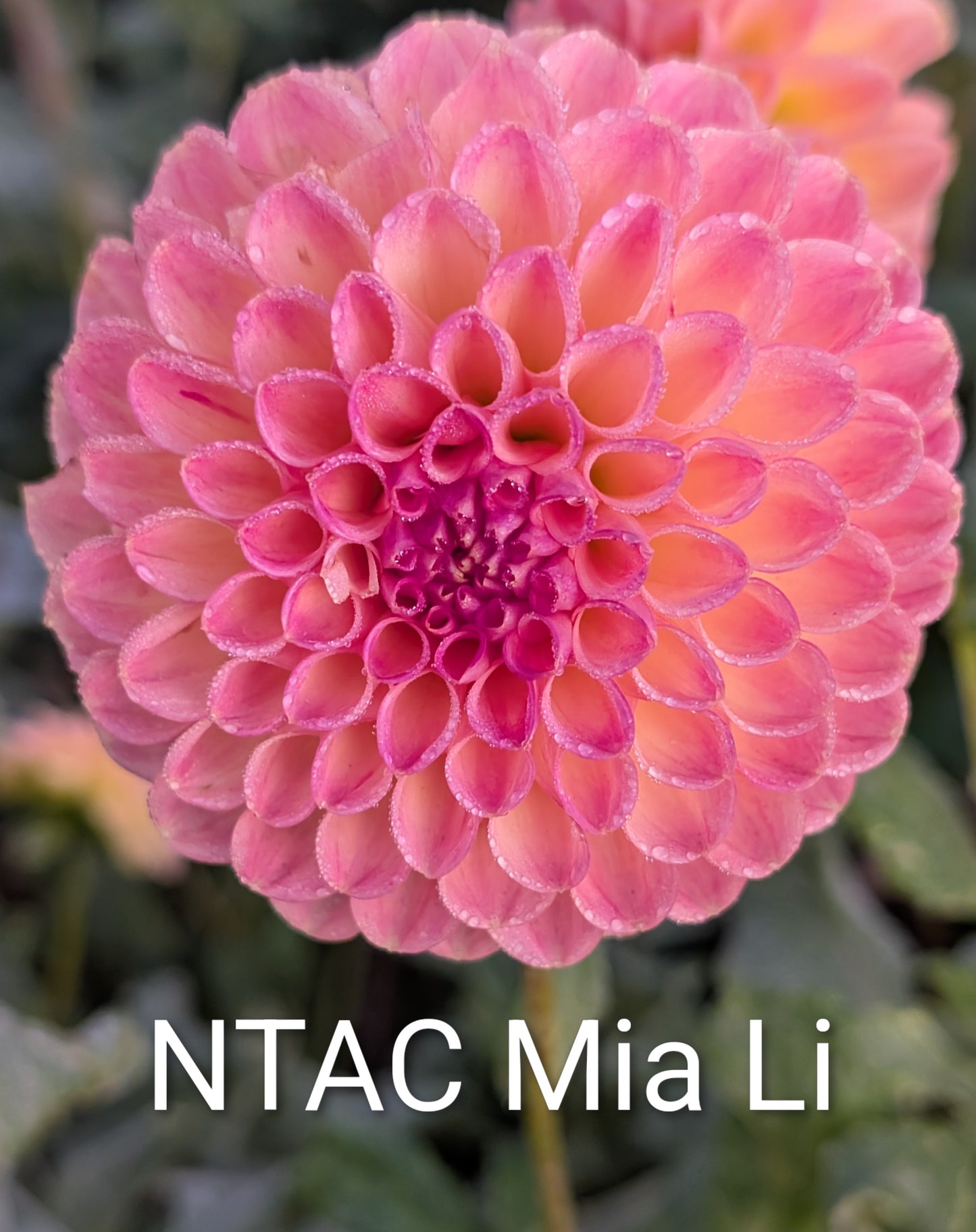NTAC Mia Li dahlia tuber