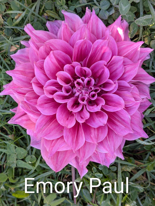 Emory Paul dahlia tuber