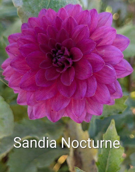 Sandia Nocturne dahlia tuber