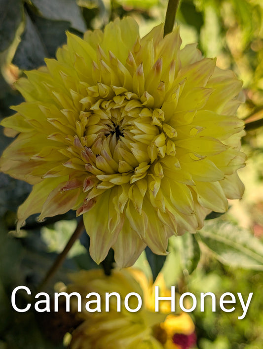 Camano Honey dahlia tuber