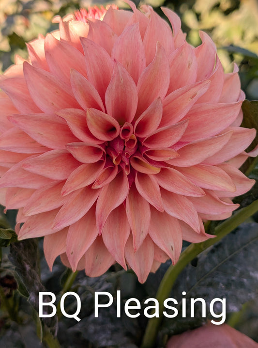 Bloomquist Pleasing dahlia tuber