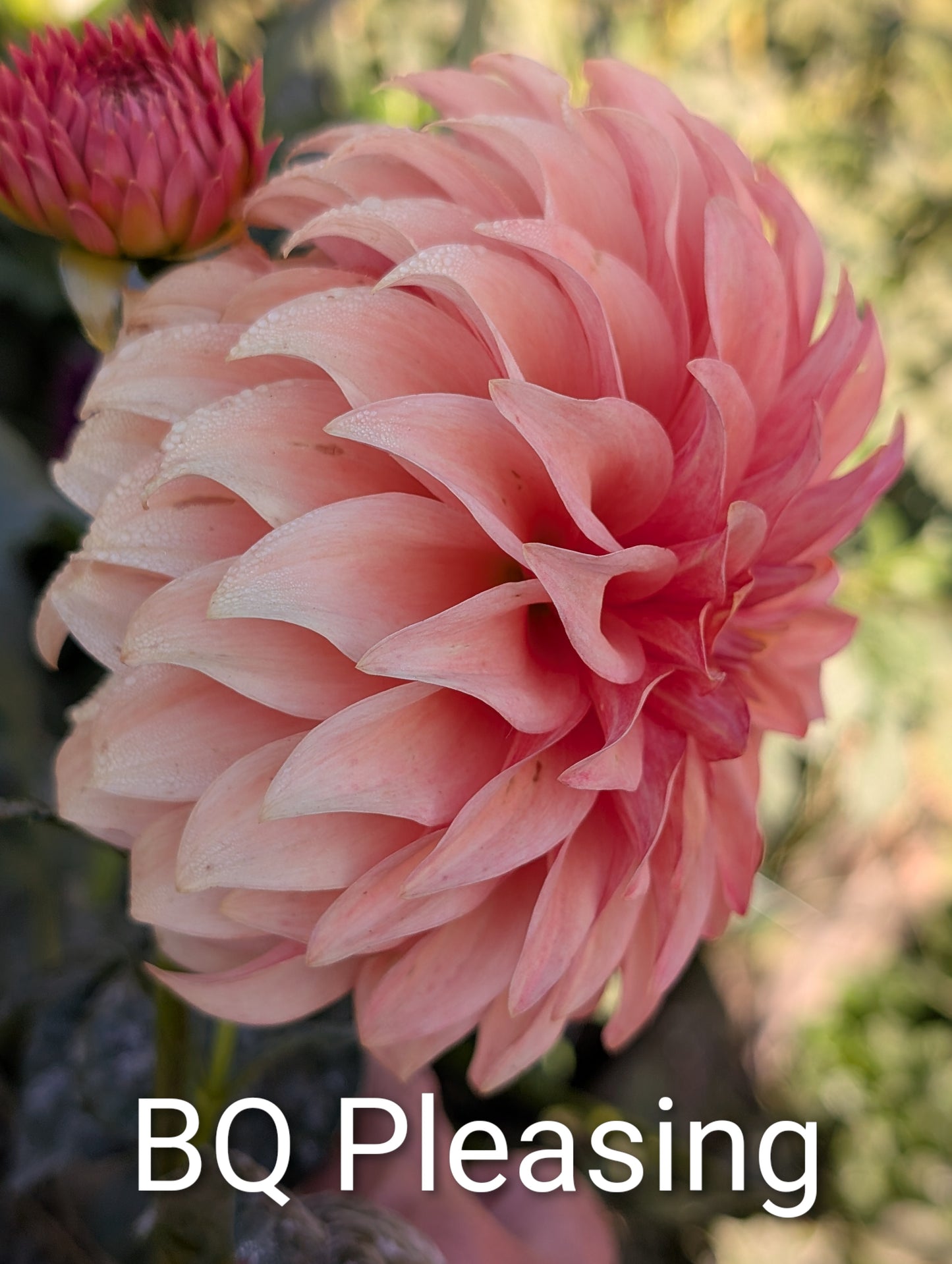 Bloomquist Pleasing dahlia tuber