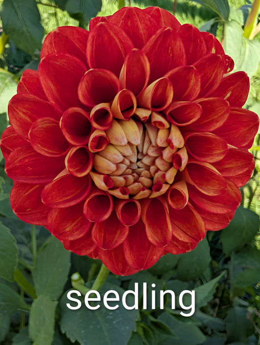Dahlia flower seeds