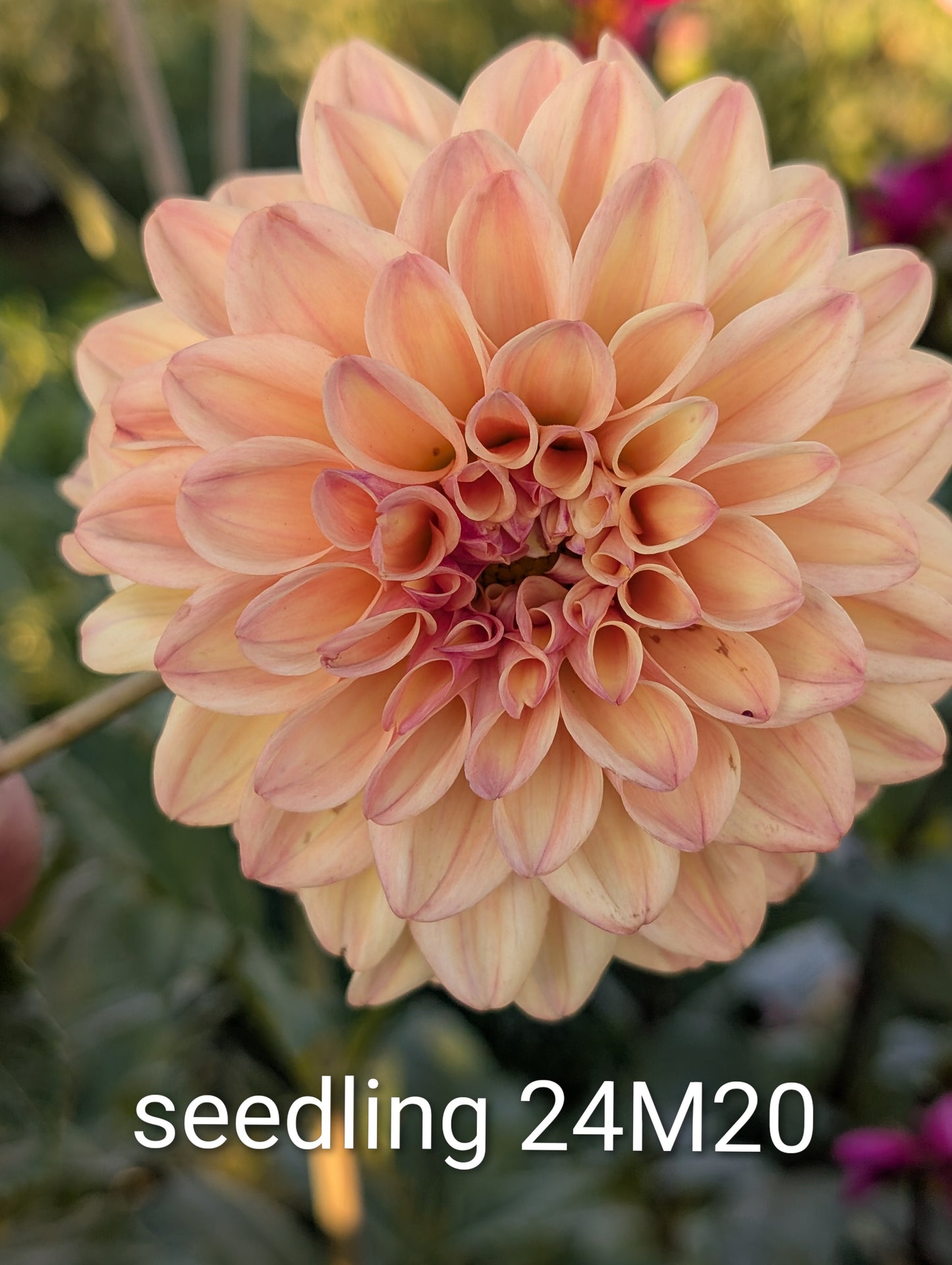 Dahlia flower seeds