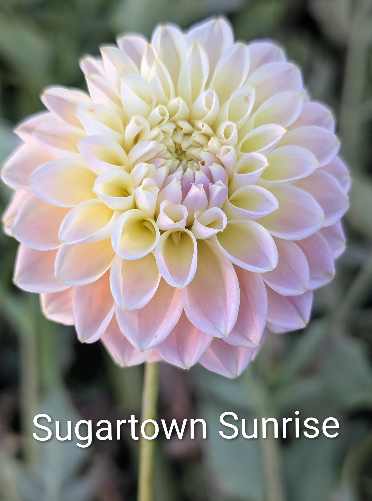 Sugartown Sunrise dahlia tuber