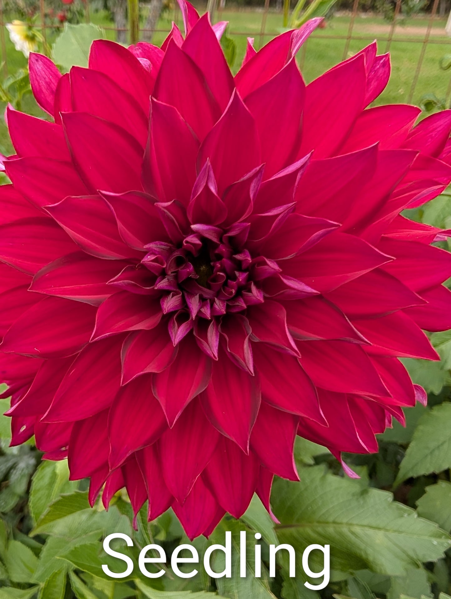 Dahlia flower seeds