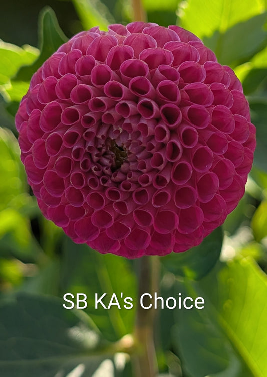 SB KA's Choice dahlia tuber