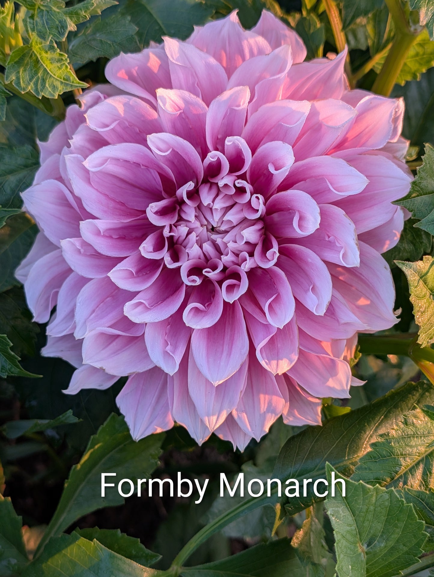 Formby Monarch dahlia tuber