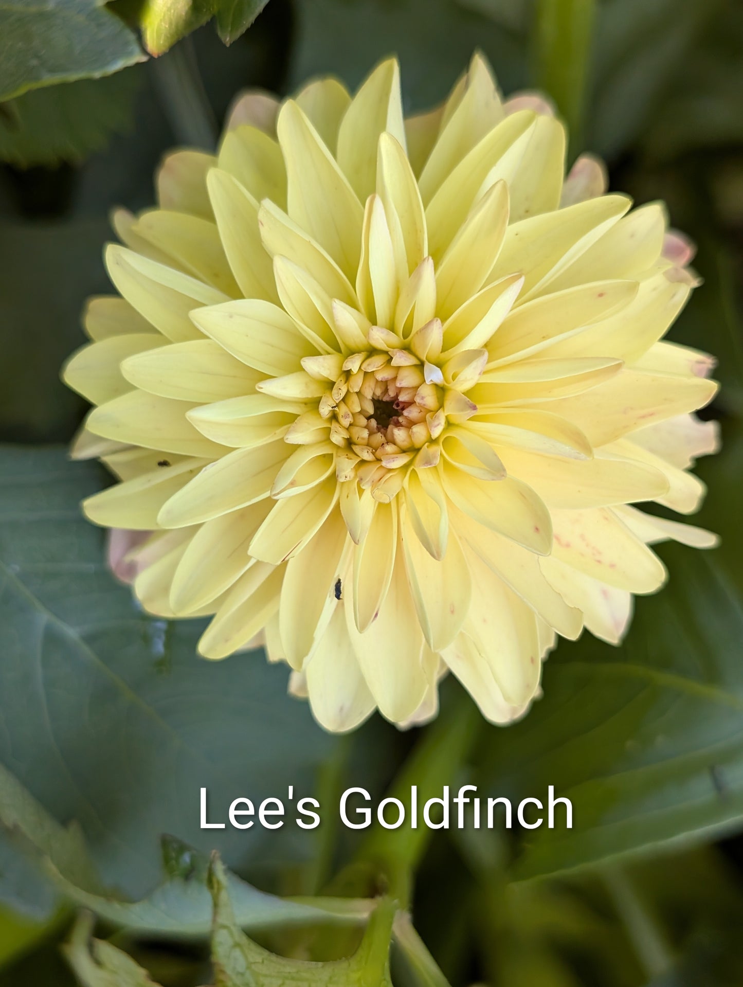 Lee's Goldfinch dahlia tuber