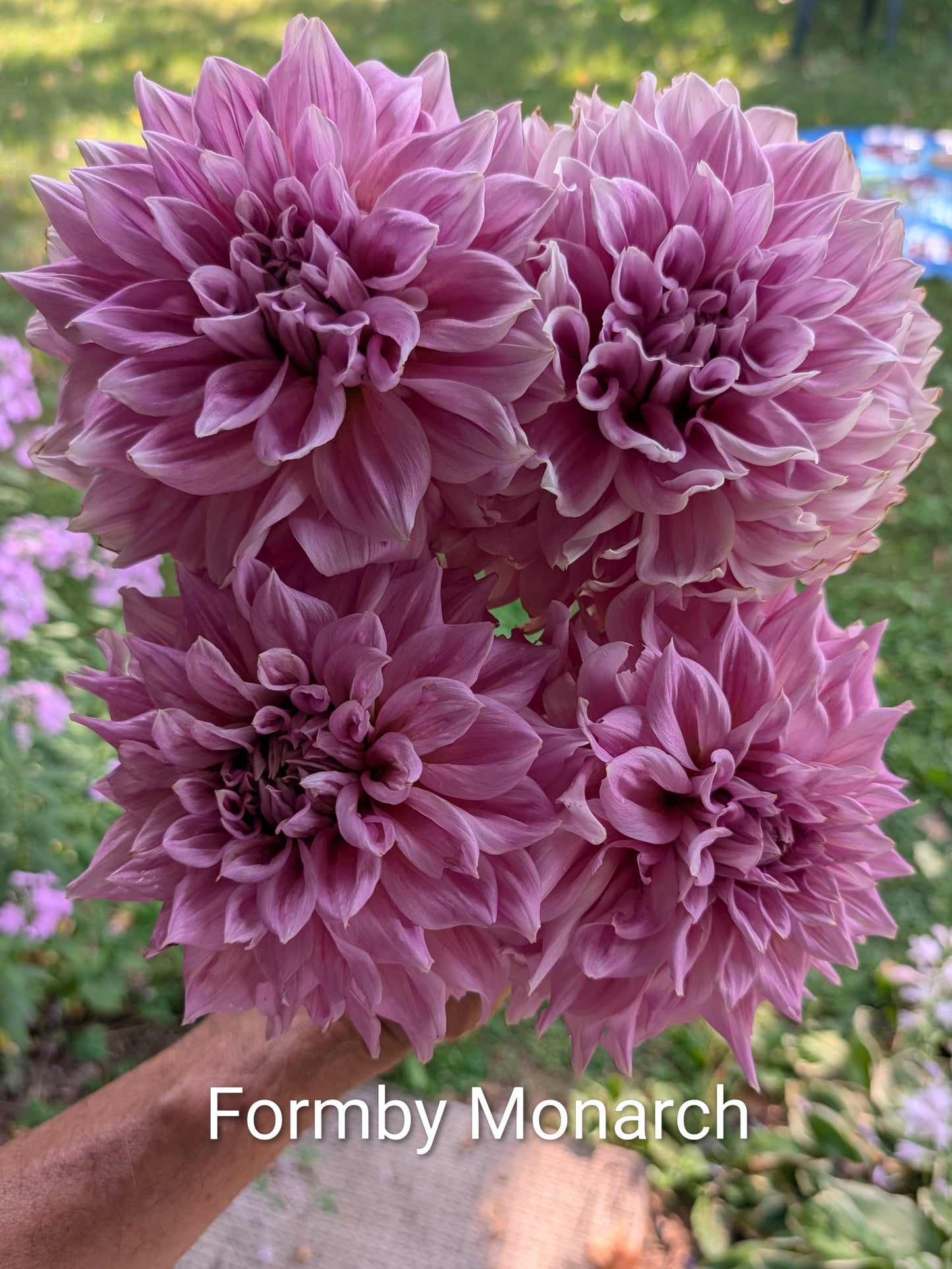 Formby Monarch dahlia tuber